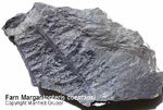 Fossilien Farn Margarita Pteris comansi