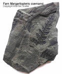 Fossilien Farn Margarita Pteris comansi