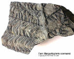 Fossilien Farn Margarita Pteris comansi