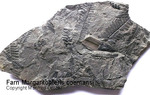 Fossilien Farn Margarita Pteris comansi