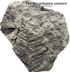 Fossilien Farn Margarita Pteris comansi