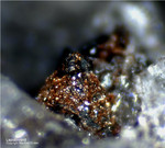 Eifel Mineralien Bellerberg Lepidokrokit