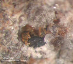Eifel Mineralien Bellerberg Osumilith