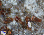 Eifel Mineralien Bellerberg Osumilith