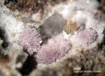 Eifel Mineralien Nickenicher Sattel Mullit