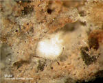 Eifel Mineralien Nickenicher Sattel Mullit