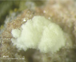 Eifel Mineralien Nickenicher Sattel Mullit