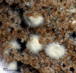 Eifel Mineralien Nickenicher Sattel Mullit