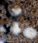 Eifel Mineralien Nickenicher Sattel Mullit