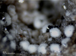 Eifel Mineralien Nickenicher Sattel Mullit