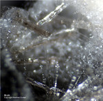 Eifel Mineralien Nickenicher Sattel Mullit