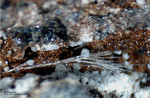 Eifel Mineralien Nickenicher Sattel Mullit