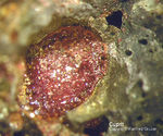 Mineralien Mansfelder Revier Eckhardthütte Cuprit