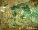 Mineralien Mansfelder Revier Eckhardthütte Brochantit