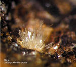 Mineralien Mansfelder Revier Kupferkammerhütte Hettstedt Gips