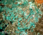 Mineralien Mansfelder Revier Kupferkammerhütte Hettstedt Ktenasit