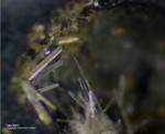 Mineralien Mansfelder Revier Kupferkammerhütte Hettstedt Laurionit