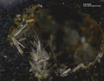 Mineralien Mansfelder Revier Kupferkammerhütte Hettstedt Laurionit