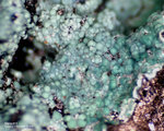 Mineralien Mansfelder Revier Kupferkammerhütte Hettstedt Malachit