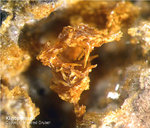 Eifel Mineralien Bellerberg Klinopyroxen