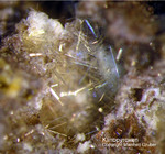 Eifel Mineralien Bellerberg Klinopyroxen