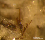 Eifel Mineralien Bellerberg Klinopyroxen