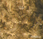 Eifel Mineralien Bellerberg Klinopyroxen