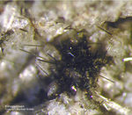 Eifel Mineralien Bellerberg Klinopyroxen