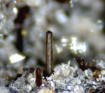 Eifel Mineralien Bellerberg Klinopyroxen