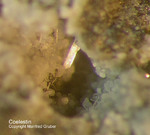 Eifel Mineralien Hannebacher Ley Coelestin