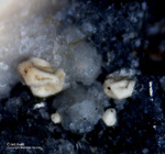 Eifel Mineralien Hannebacher Ley Cristobalit