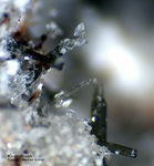 Eifel Mineralien Hannebacher Ley Pyroxen Klinopyroxen