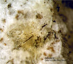 Eifel Mineralien Mendig Götzenit