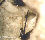 Eifel Mineralien Mendig Pyroxen
