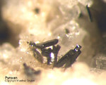Eifel Mineralien Mendig Pyroxen
