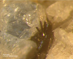 Eifel Mineralien Mendig Pyroxen