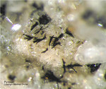 Eifel Mineralien Mendig Pyroxen