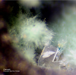 Harz Mineralien Glockenhütte Cerussit