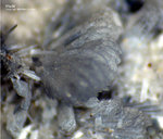 Mineralien Eifel Bellerberg Afwillit