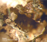 Eifel Mineralien Bellerberg Apatit