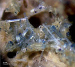 Eifel Mineralien Bellerberg Apatit