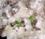 Eifel Mineralien Bellerberg Diopsit