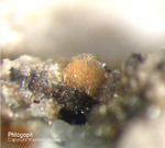 Eifel Mineralien Bellerberg Phlogopit