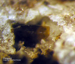 Eifel Mineralien Bellerberg Phlogopit