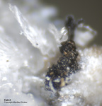 Eifel Mineralien Bellerberg Katoit