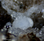 Eifel Mineralien Bellerberg Zeophyllit