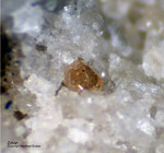 Eifel Mineralien Bellerberg Zirkon