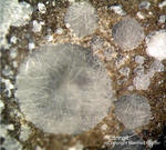 Eifel Mineralien Concordiahütte Eschweiler Ettringit