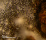 Eifel Mineralien Concordiahütte Eschweiler Ettringit