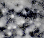 Eifel Mineralien Concordiahütte Eschweiler Ettringit